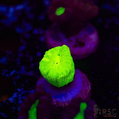 Kryptonite Trumpet Coral F12