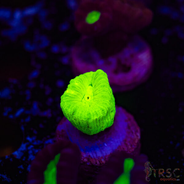 Kryptonite Trumpet Coral F12
