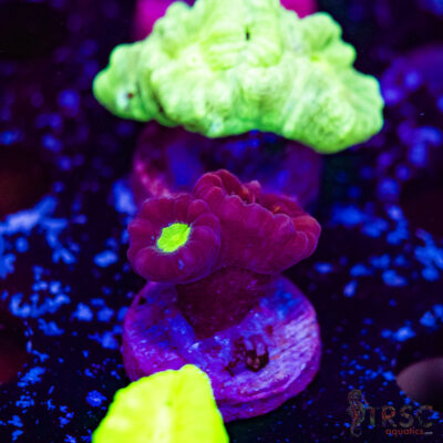 Purple Trumpet Coral F13