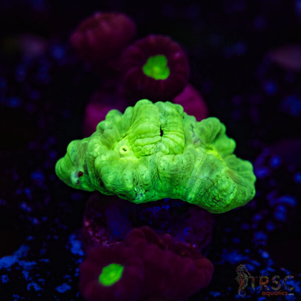 Kryptonite Trumpet Coral F14