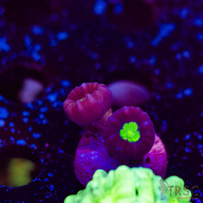 Purple Trumpet Coral F15