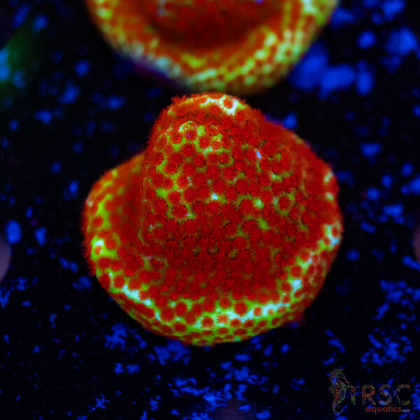 Chili Pepper Monti G01