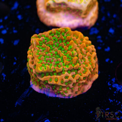 Tropic Thunder Monti G06