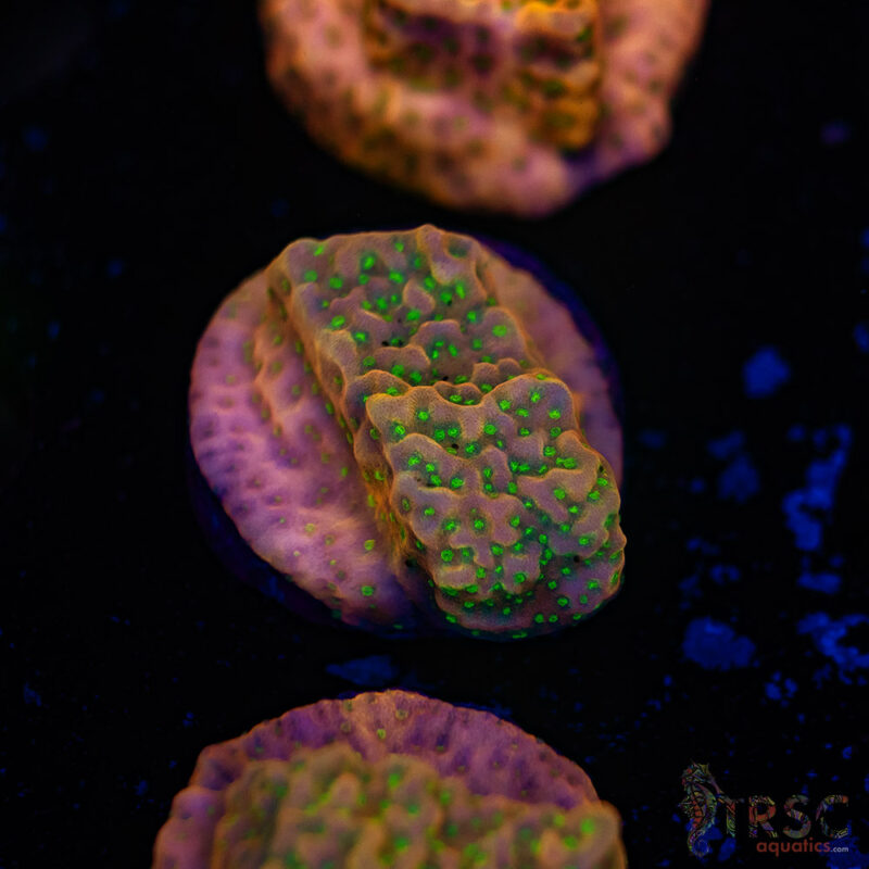 TRSC Aquatics