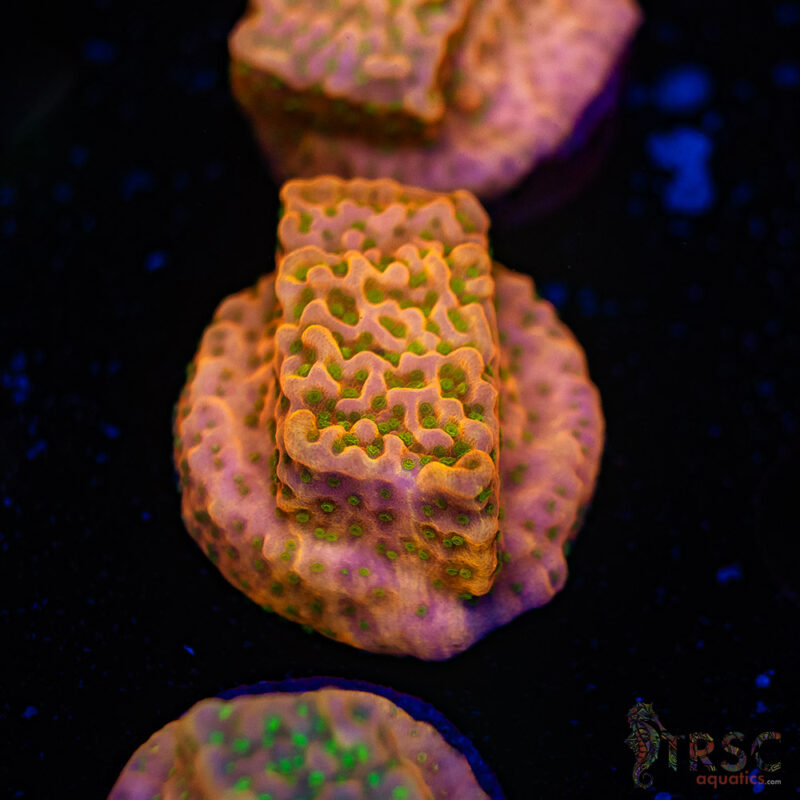TRSC Aquatics