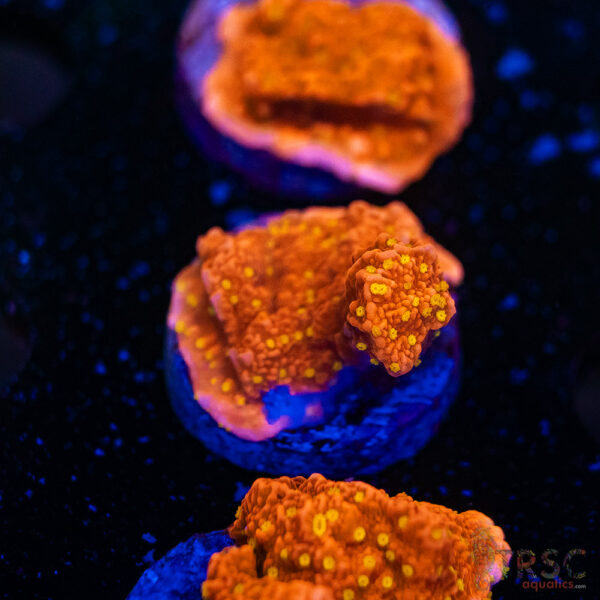 JF Starburst Monti G12