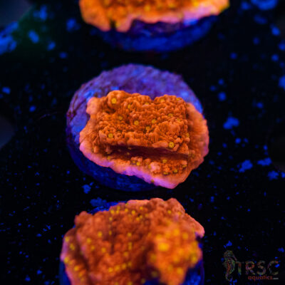 JF Starburst Monti G13