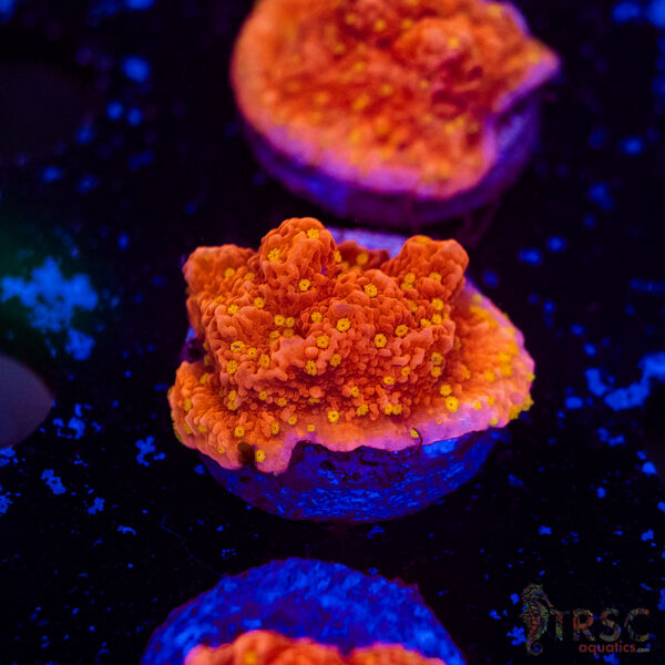 JF Starburst Monti G14