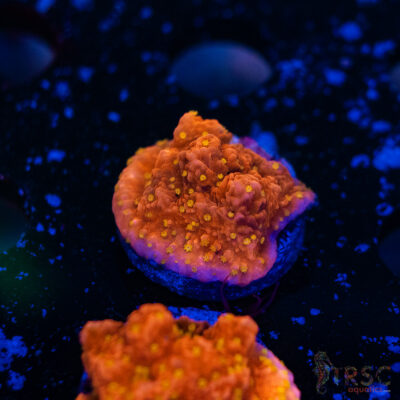 JF Starburst Monti G15
