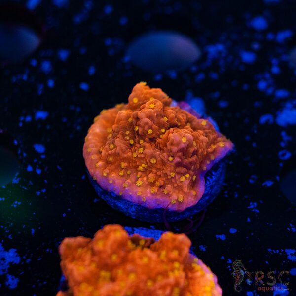 JF Starburst Monti G15