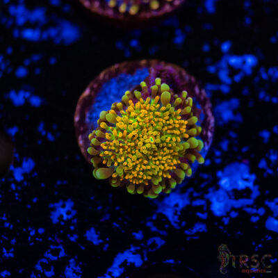 Rainbow Orange Mushroom H01