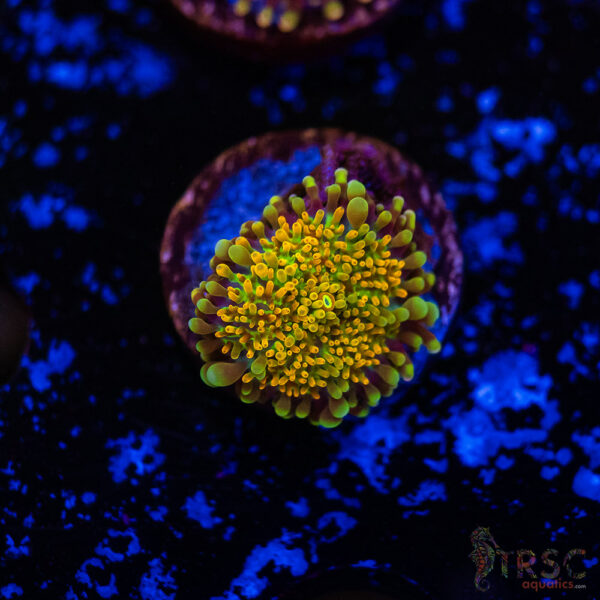 Rainbow Orange Mushroom H01
