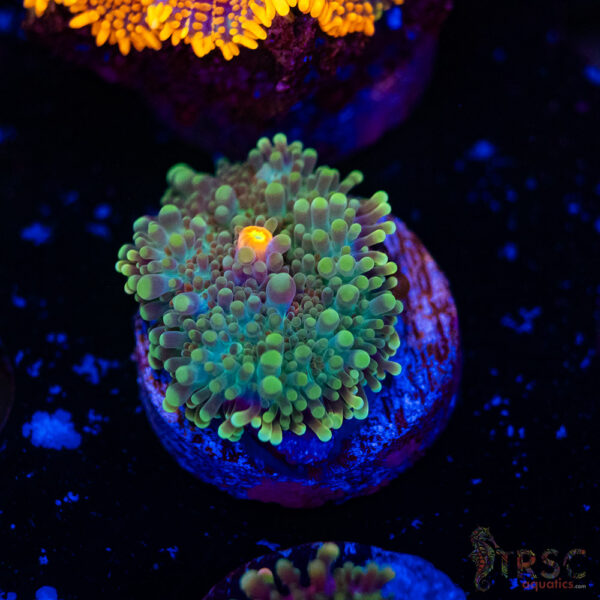 Green Yuma Mushroom H03