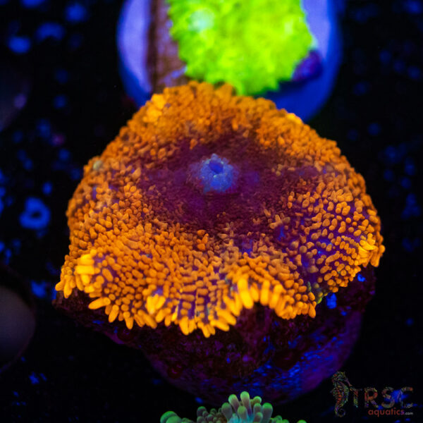 Spiderman Rhodactis Mushroom H04