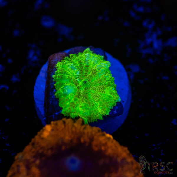 Neon Green Mushroom H05