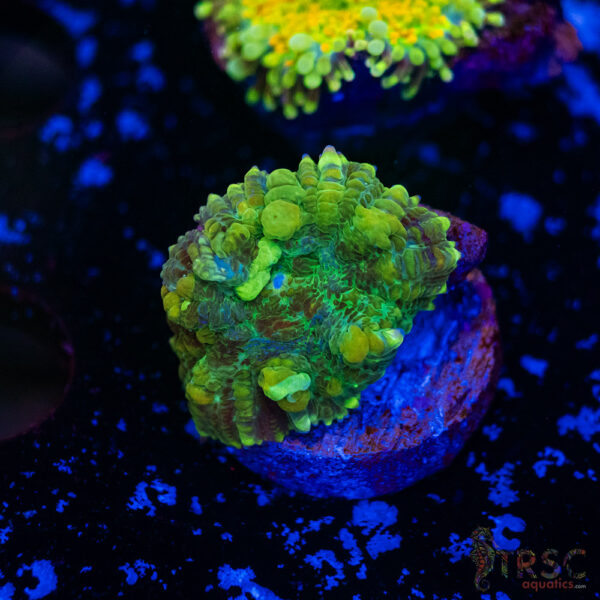 Earth Warrior Mushroom H06