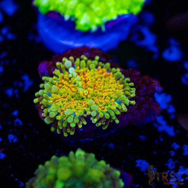 Rainbow Orange Mushroom H07