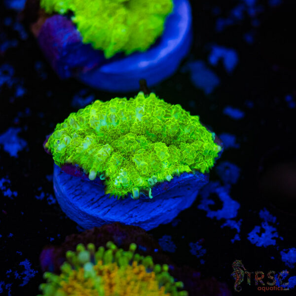 Neon Green Mushroom H08
