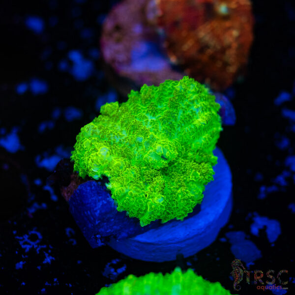 Neon Green Mushroom H09