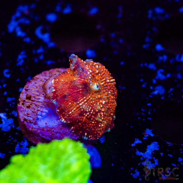 Polkadot Mushroom H10