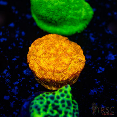 Jack-o-lantern Lepto H13