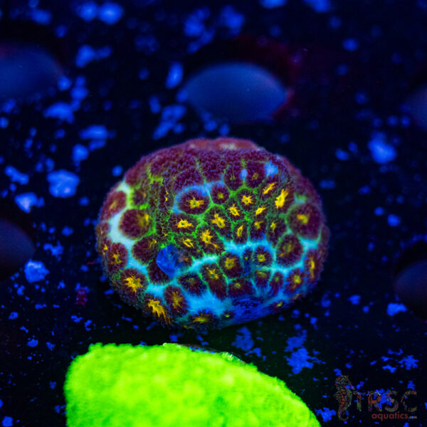 JF Spirfire Leptastrea H15