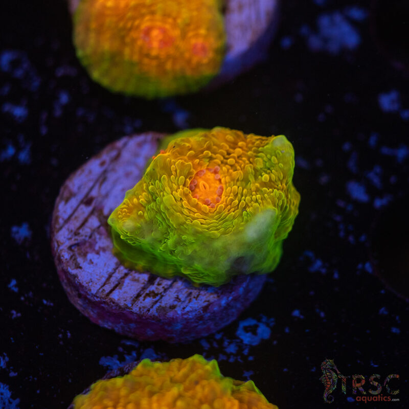 TRSC Aquatics