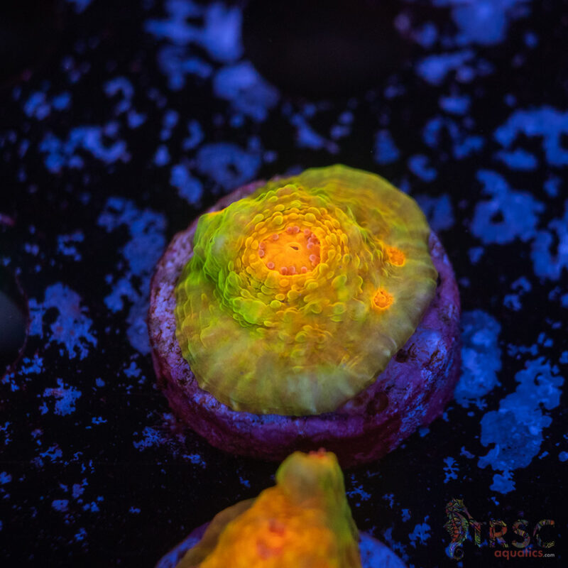 TRSC Aquatics