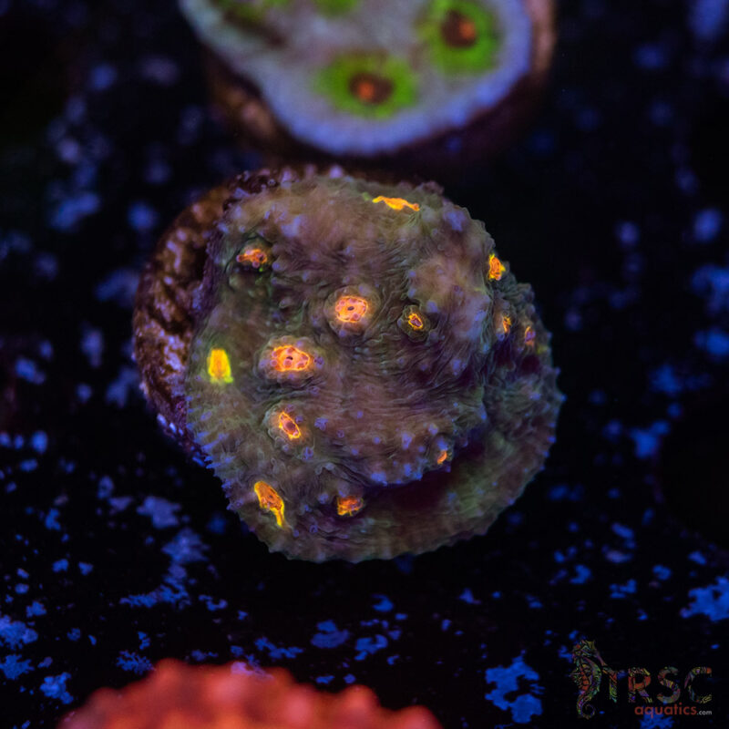 TRSC Aquatics