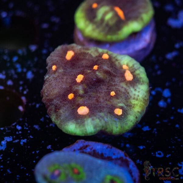 Lava Droplets Chalice I13
