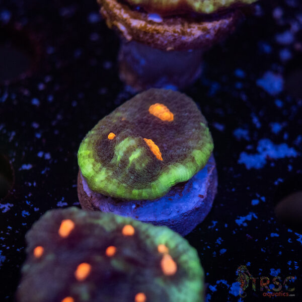 Lava Droplets Chalice I14