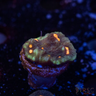 Lava Droplets Chalice I15