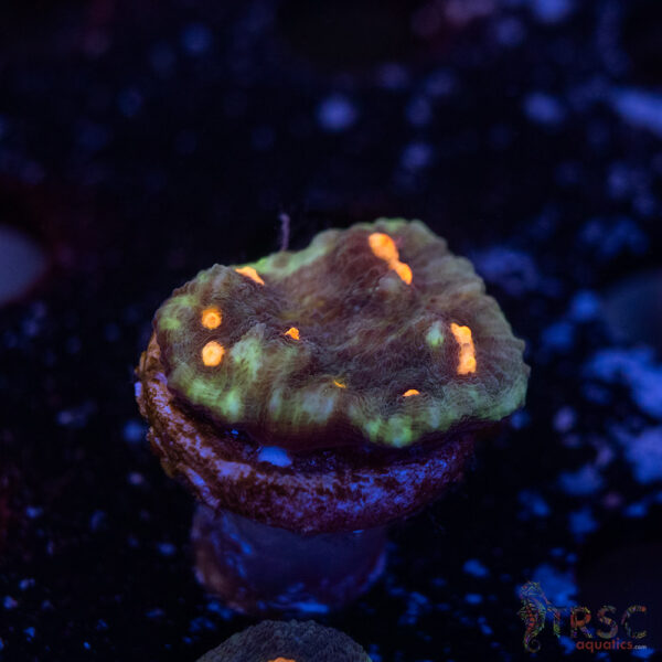Lava Droplets Chalice I15