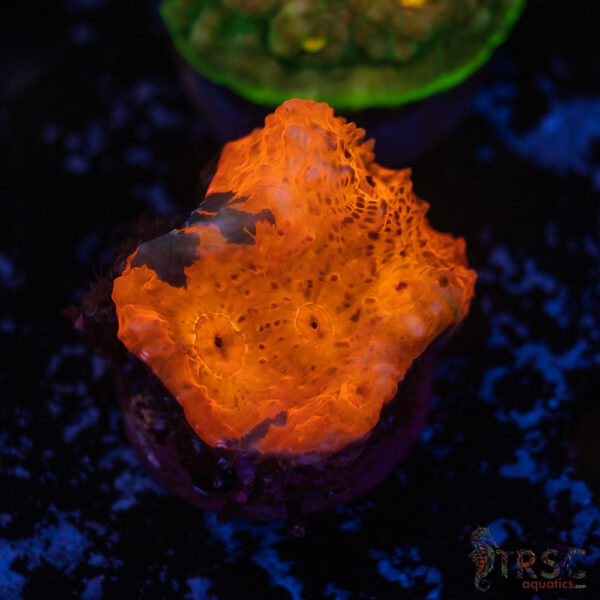 Orange Crush Chalice J01