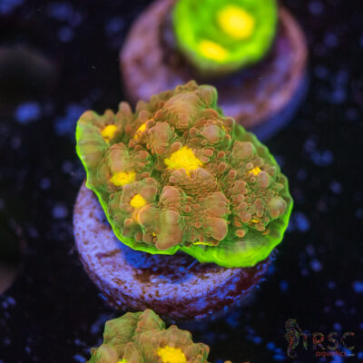 Watermelon Chalice J03