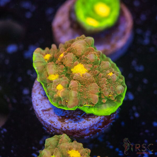 Watermelon Chalice J03
