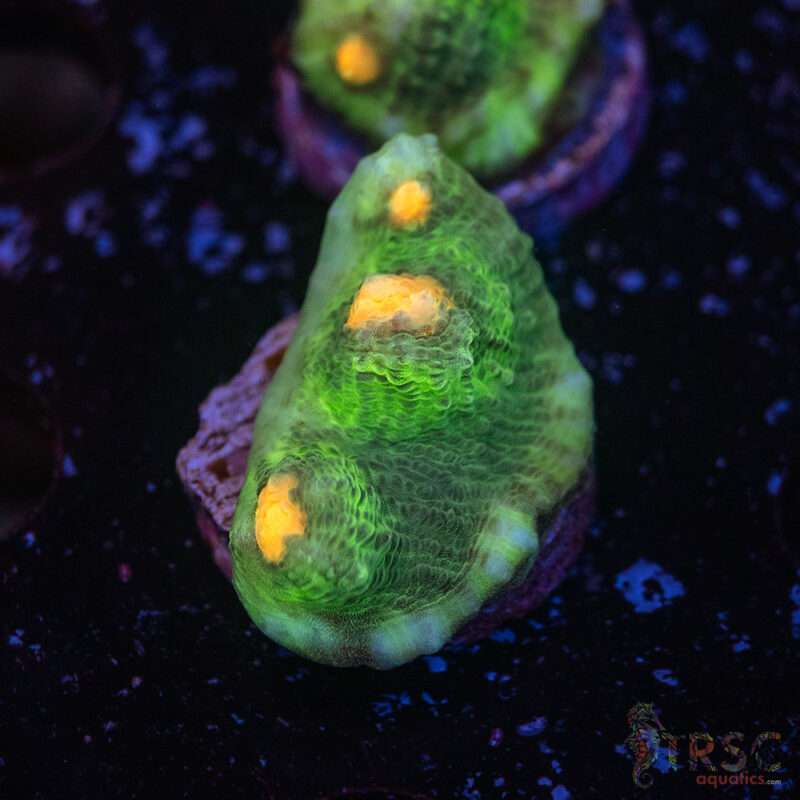 TRSC Aquatics