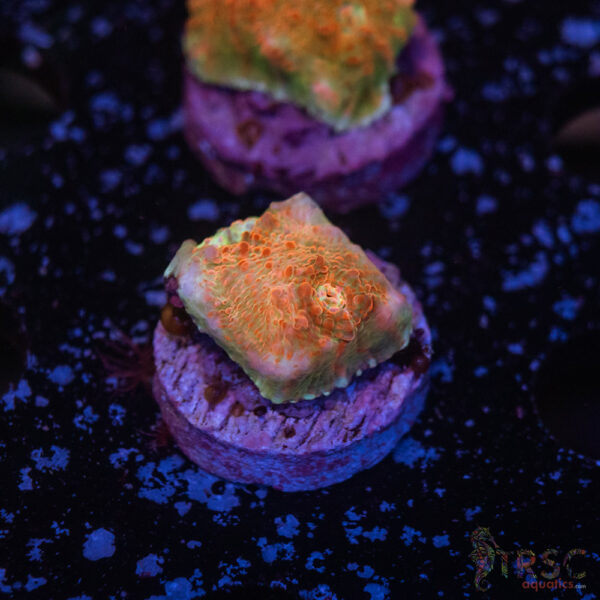 Wicked Strawberry Chalice J11