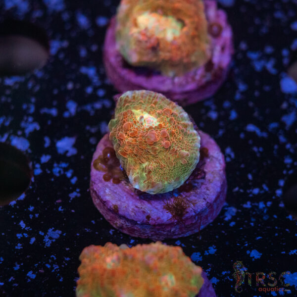 Wicked Strawberry Chalice J13