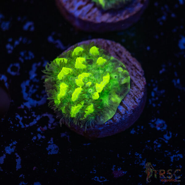 JF Limelight Hydnophora K01