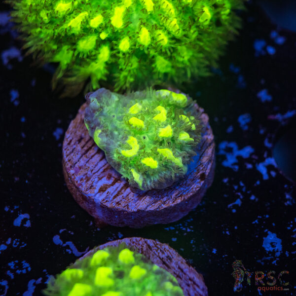 JF Limelight Hydnophora K02