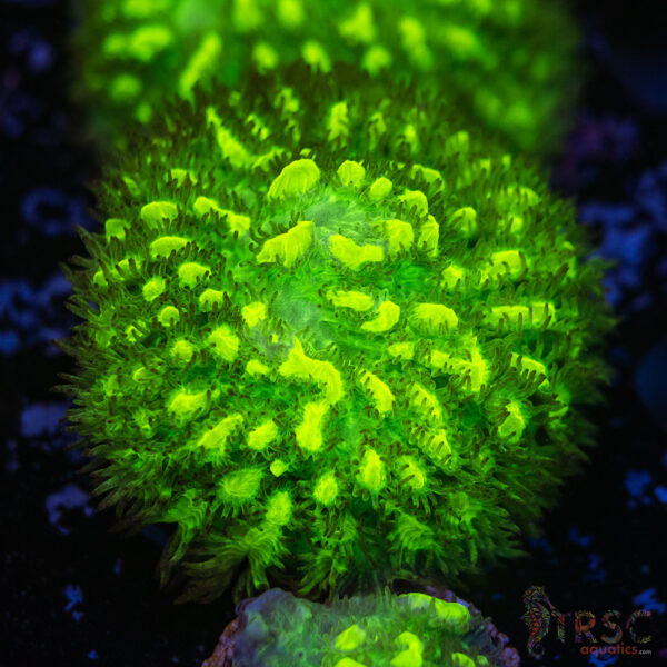 JF Limelight Hydnophora K03