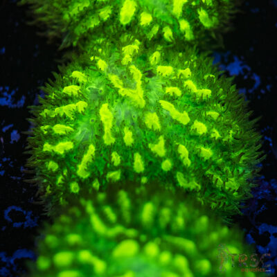 JF Limelight Hydnophora K04