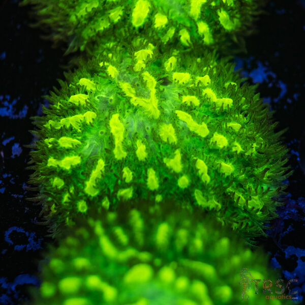 JF Limelight Hydnophora K04