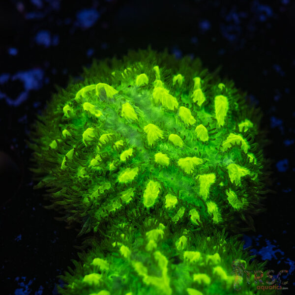 JF Limelight Hydnophora K05