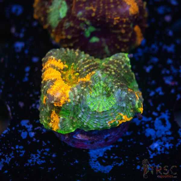 TR Rainbow Echinata K06