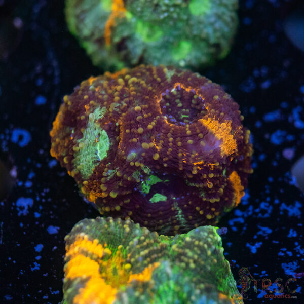 TR Rainbow Echinata K07