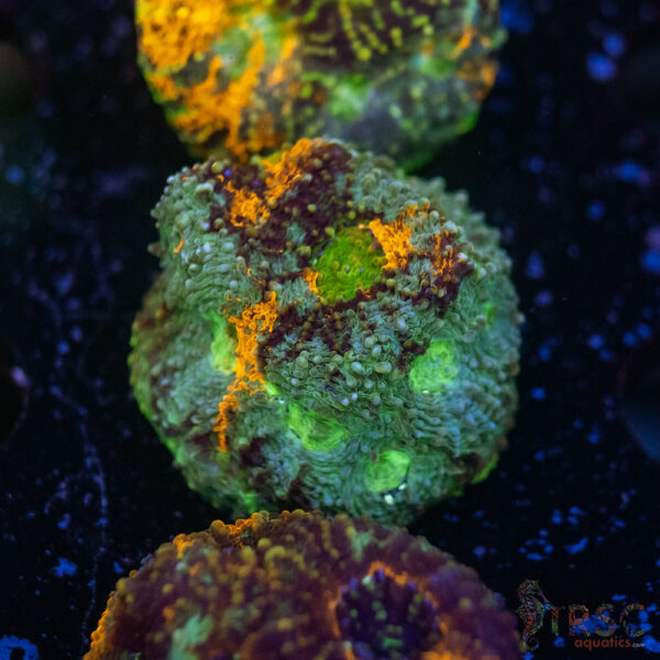 TR Rainbow Echinata K08
