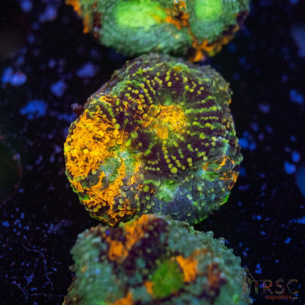 TR Rainbow Echinata K09