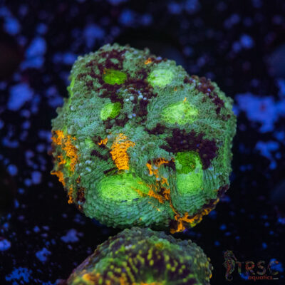 TR Rainbow Echinata K10